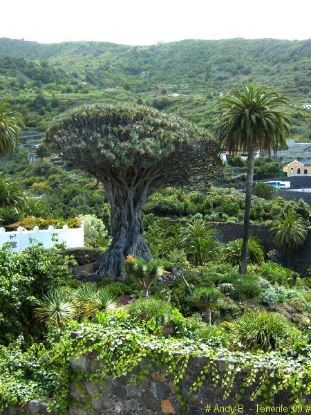 Découverte de Tenerife (41).JPG